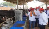 Rencana Pembangunan Kawasan Peternakan Terintegrasi Ciangir, Target, Fasilitas, dan Dampak Ekonomi