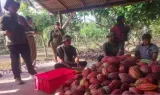 Sistem Koperasi Bantu Petani Kakao Jembrana Stabilkan Harga dan Tembus Pasar Ekspor