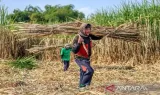 Kebijakan Wajib Kebun bagi Pabrik Gula Rafinasi dan Dampaknya pada Industri Nasional